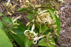 Grewia umbellifera